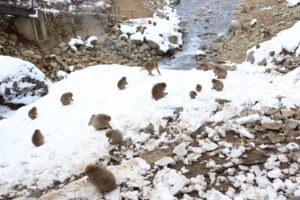 地獄谷野猿公苑