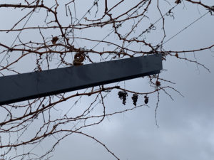 塩尻駅のブドウ