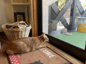 ネコ　リスに無釉